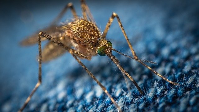 maladie transmis par le moustique, la dengue, Le chikungunya, Le paludisme, La fièvre du Nil occidental (West Nile virus), Le virus Zika