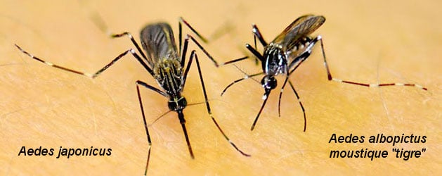 maladie transmis par le moustique, la dengue, Le chikungunya, Le paludisme, La fièvre du Nil occidental (West Nile virus), Le virus Zika Aedes-japonicus-Aedes-albopictus-moustique -tigre-Virus-Zika