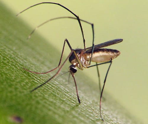 Maladie transmise par les moustiques Wyeomyia_vanduzeei